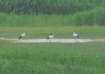 Oriental Stork Watarase Yusuichi (Wetland) Sun, 6/11/2023