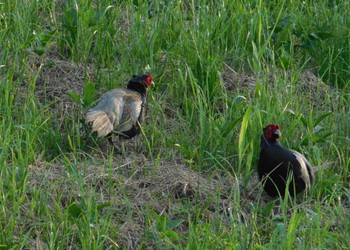 Green Pheasant Watarase Yusuichi (Wetland) Sun, 6/18/2023