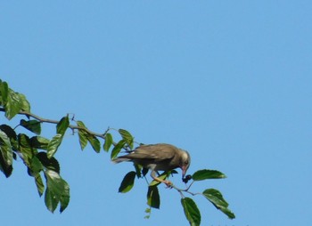 White-cheeked Starling Watarase Yusuichi (Wetland) Sat, 6/17/2023