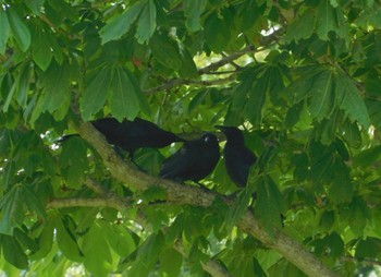 Carrion Crow Watarase Yusuichi (Wetland) Sat, 6/10/2023