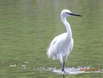 コサギ 葛西臨海公園 2023年8月8日(火)