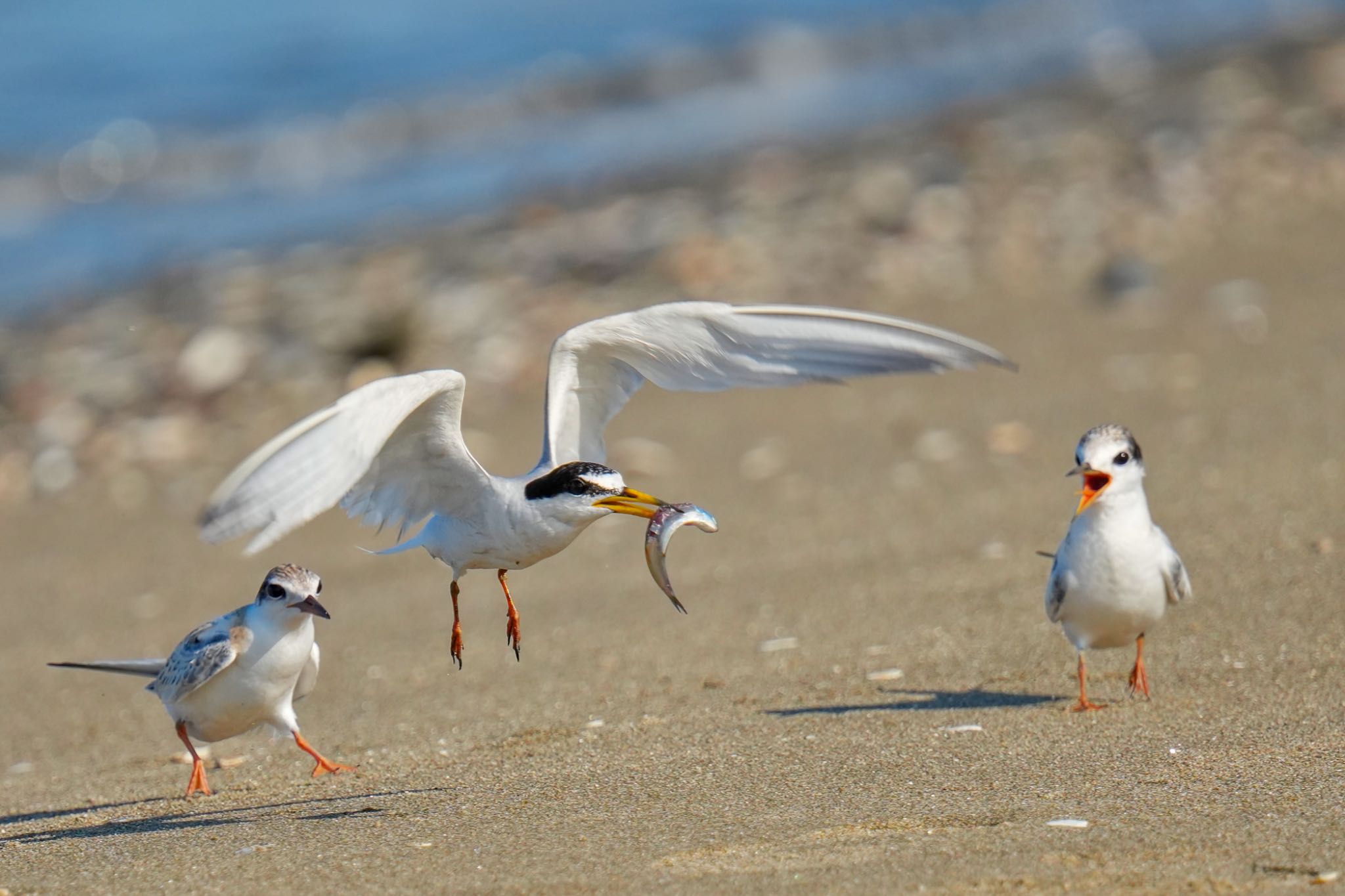 Little Tern