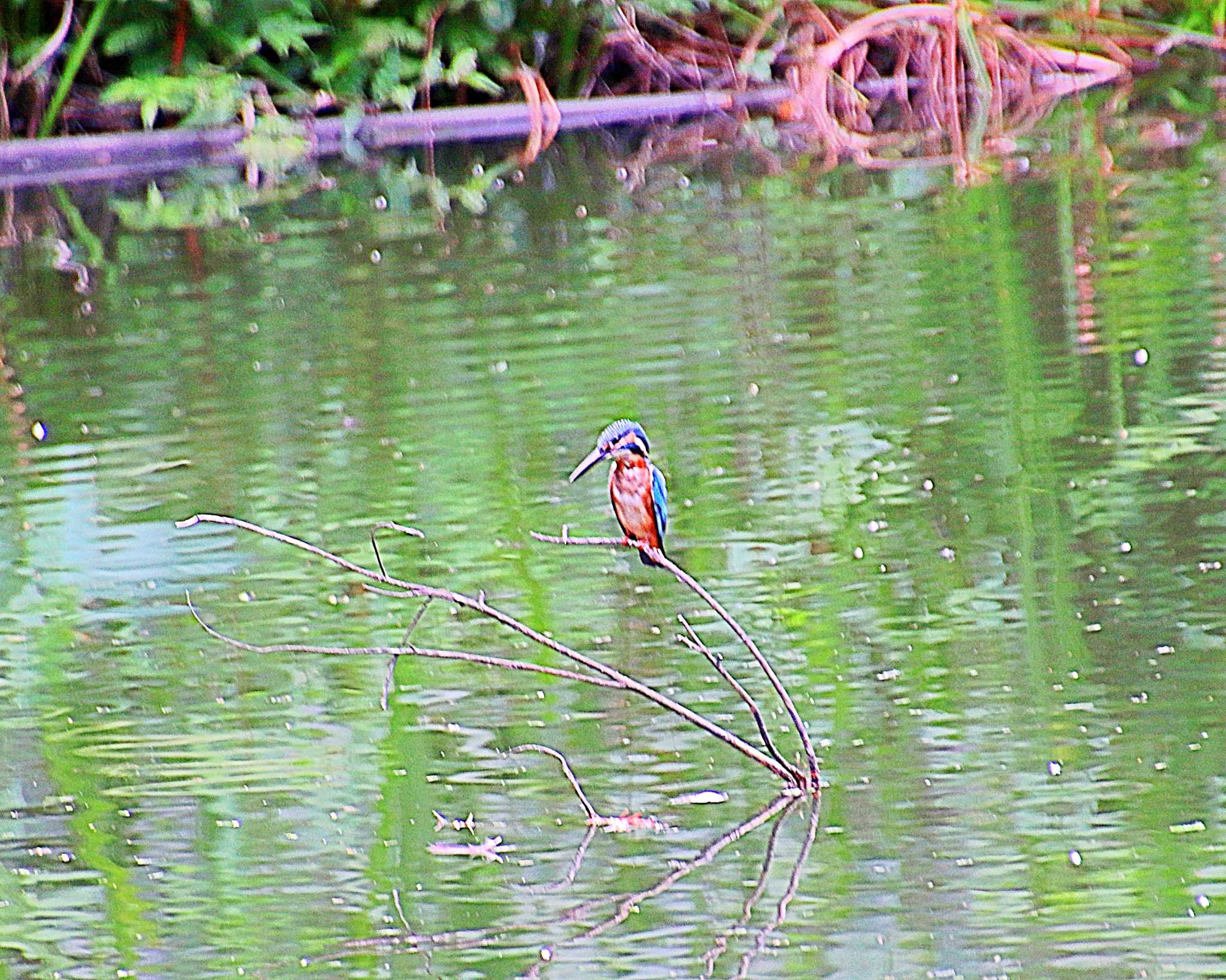 Common Kingfisher