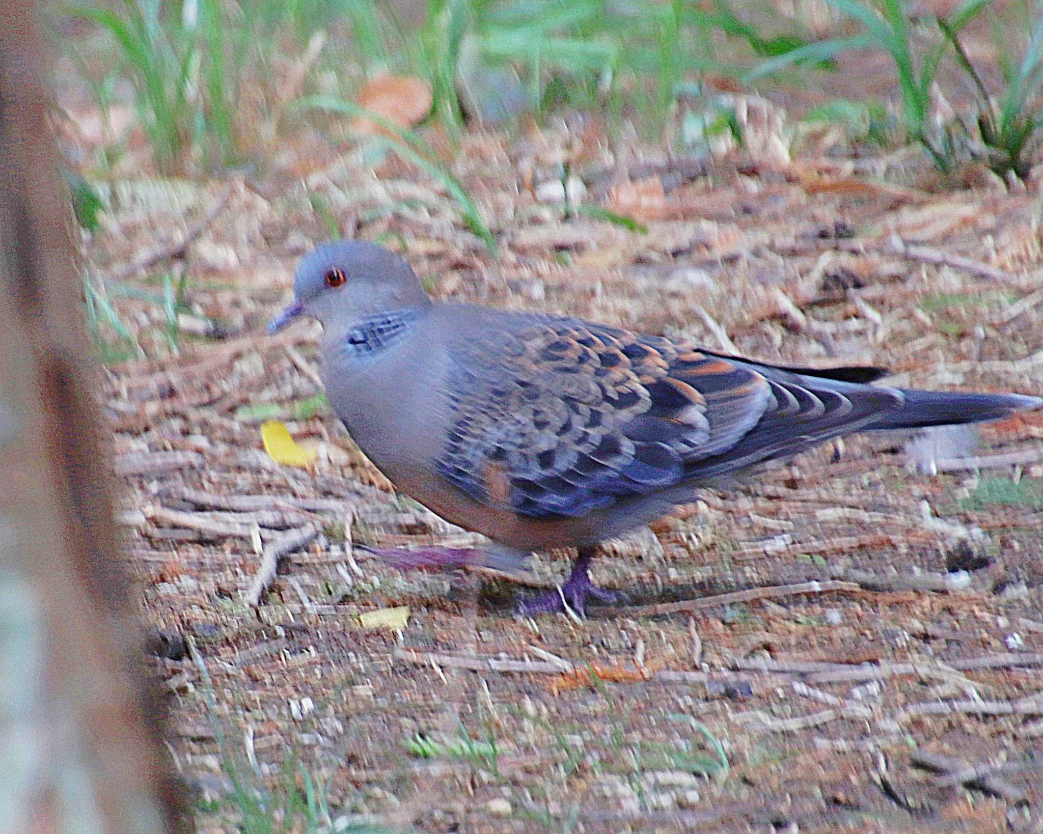 Oriental Turtle Dove