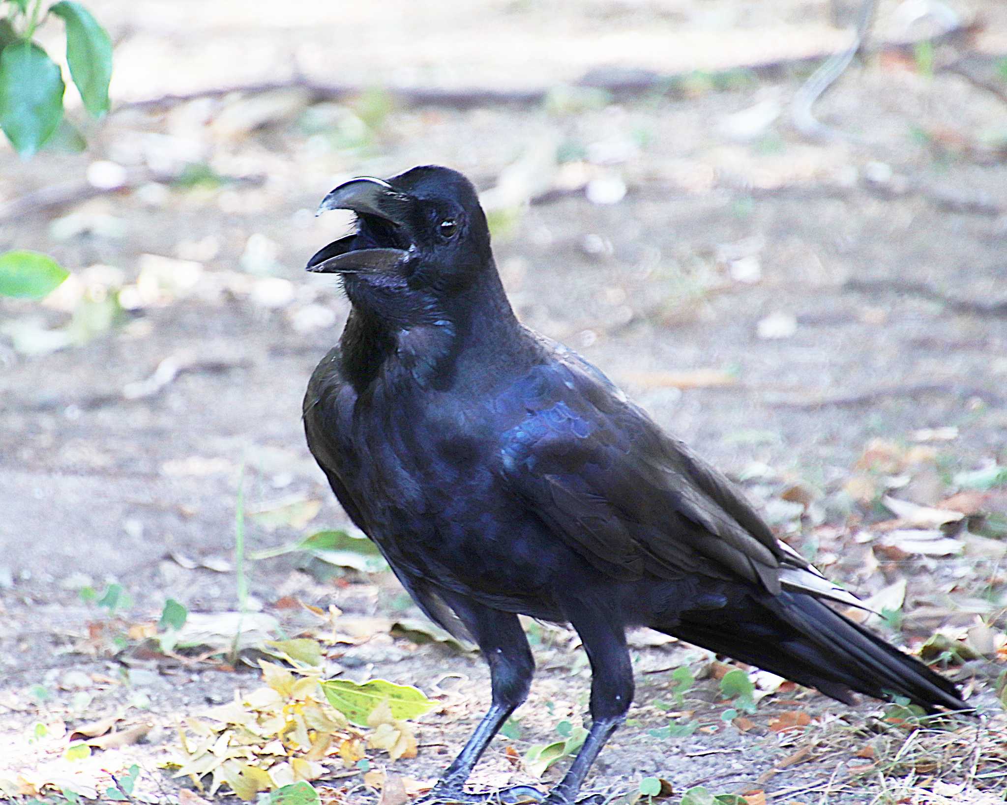 Large-billed Crow