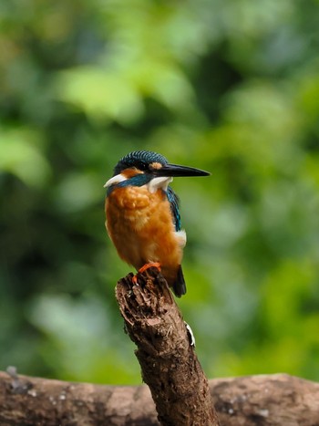 Common Kingfisher 千葉市泉自然公園 Wed, 8/9/2023