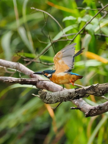 Common Kingfisher 千葉市泉自然公園 Wed, 8/9/2023