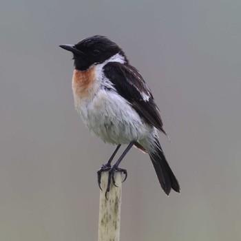 Amur Stonechat Kirigamine Highland Sat, 7/22/2023