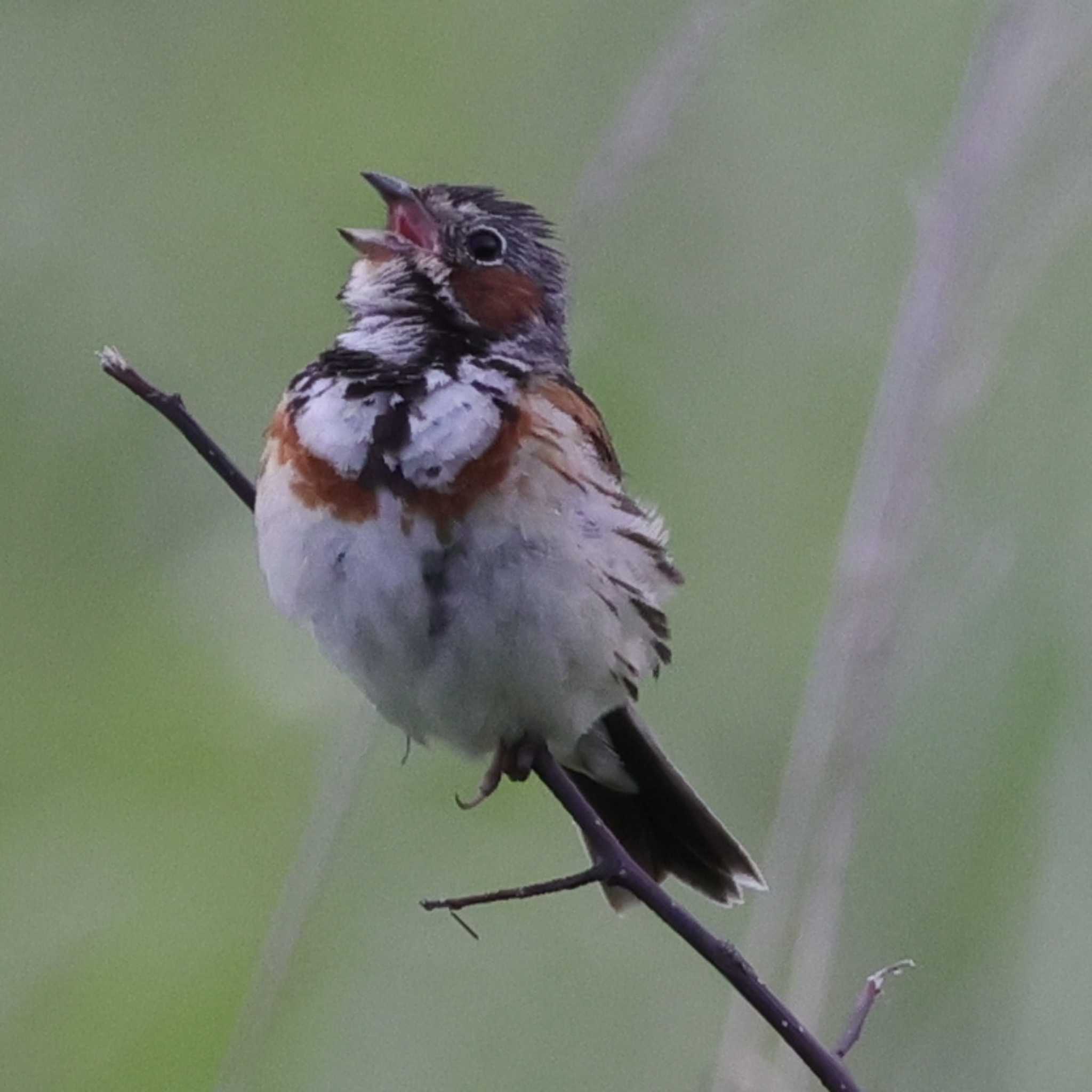 Photo of Chestnut-eared Bunting at Kirigamine Highland by toshi