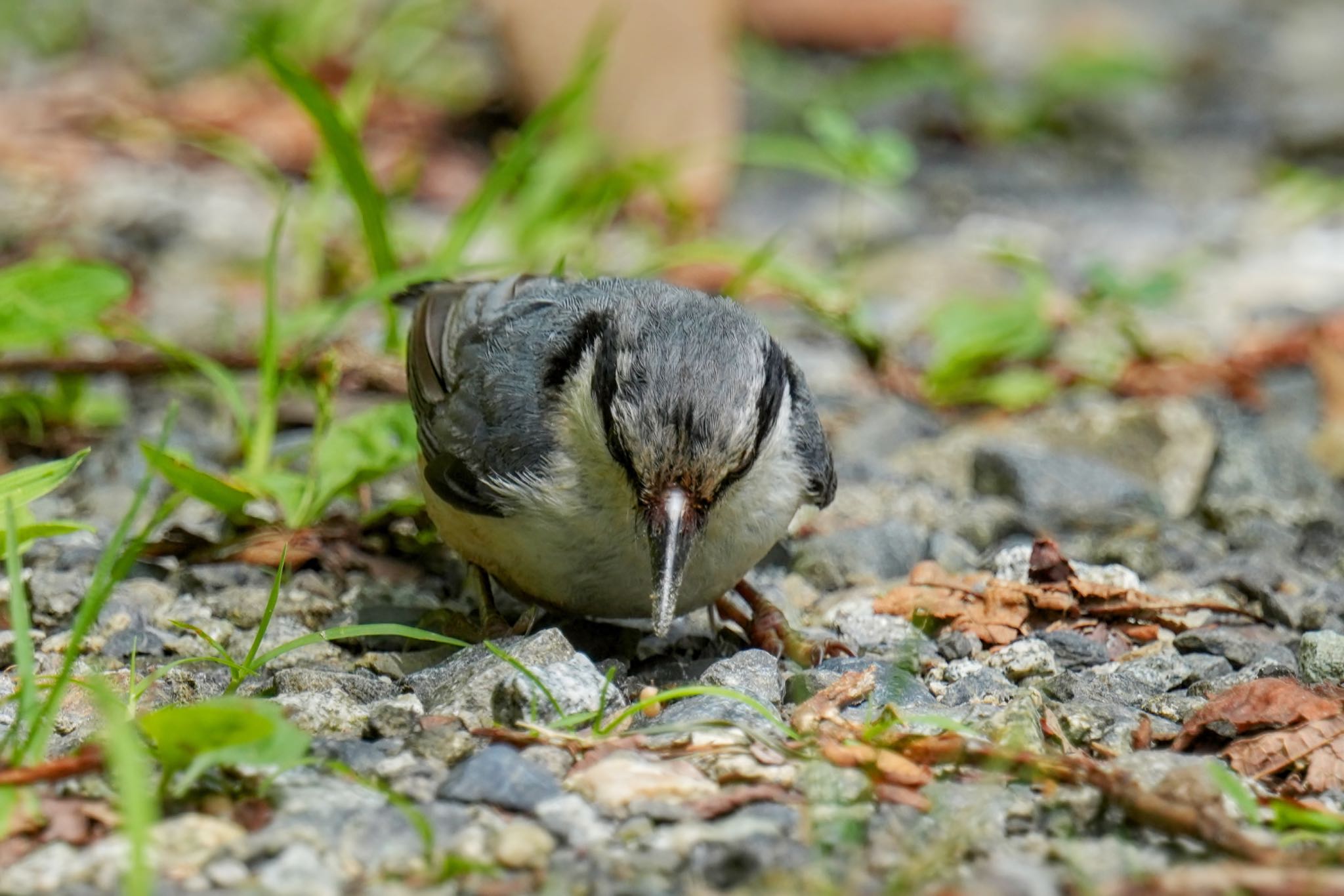 ゴジュウカラ