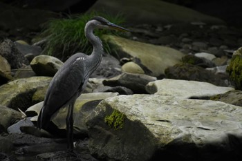 アオサギ 養老渓谷 2023年7月9日(日)