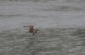 Grey-tailed Tattler 兵庫県芦屋市 Wed, 8/15/2018