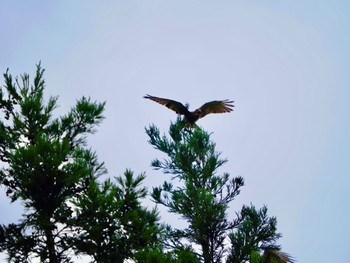 Grey-faced Buzzard 松之山 Sat, 7/15/2023