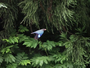 Oriental Dollarbird 松之山 Sat, 7/15/2023