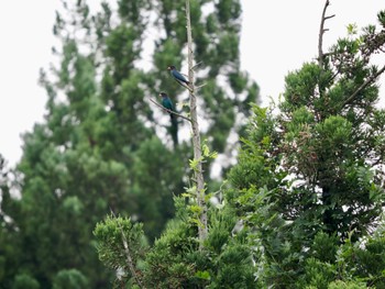 Oriental Dollarbird 松之山 Sat, 7/15/2023