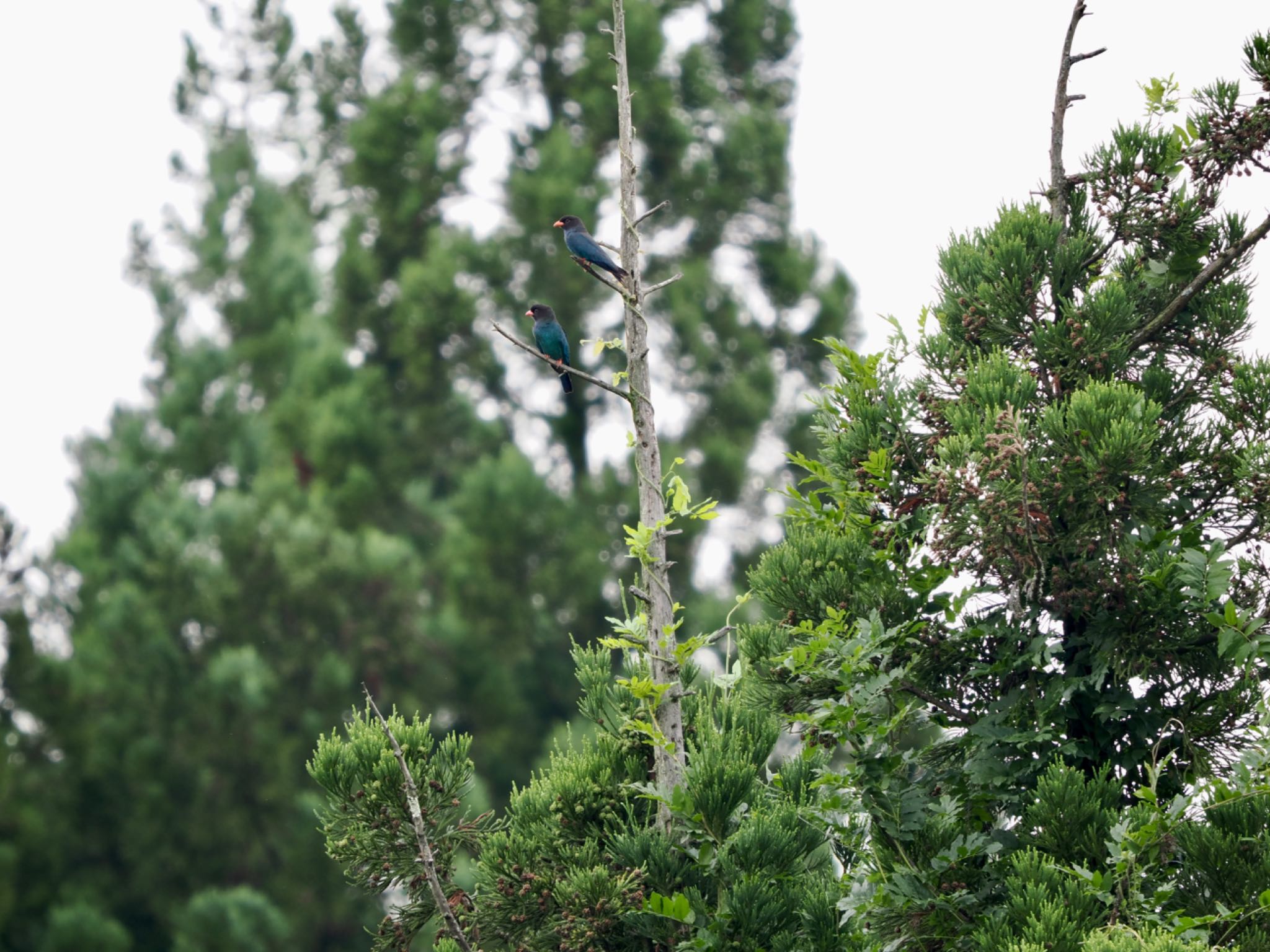 Photo of Oriental Dollarbird at 松之山 by 孝一