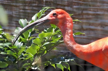 Scarlet Ibis 佐渡 Thu, 8/3/2023