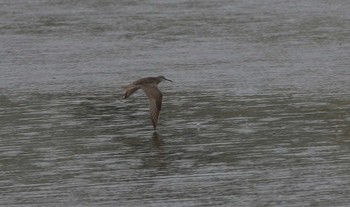 Grey-tailed Tattler 兵庫県芦屋市 Wed, 8/15/2018