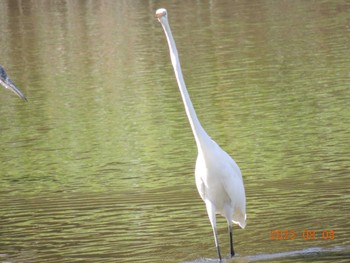 ダイサギ 葛西臨海公園 2023年8月8日(火)