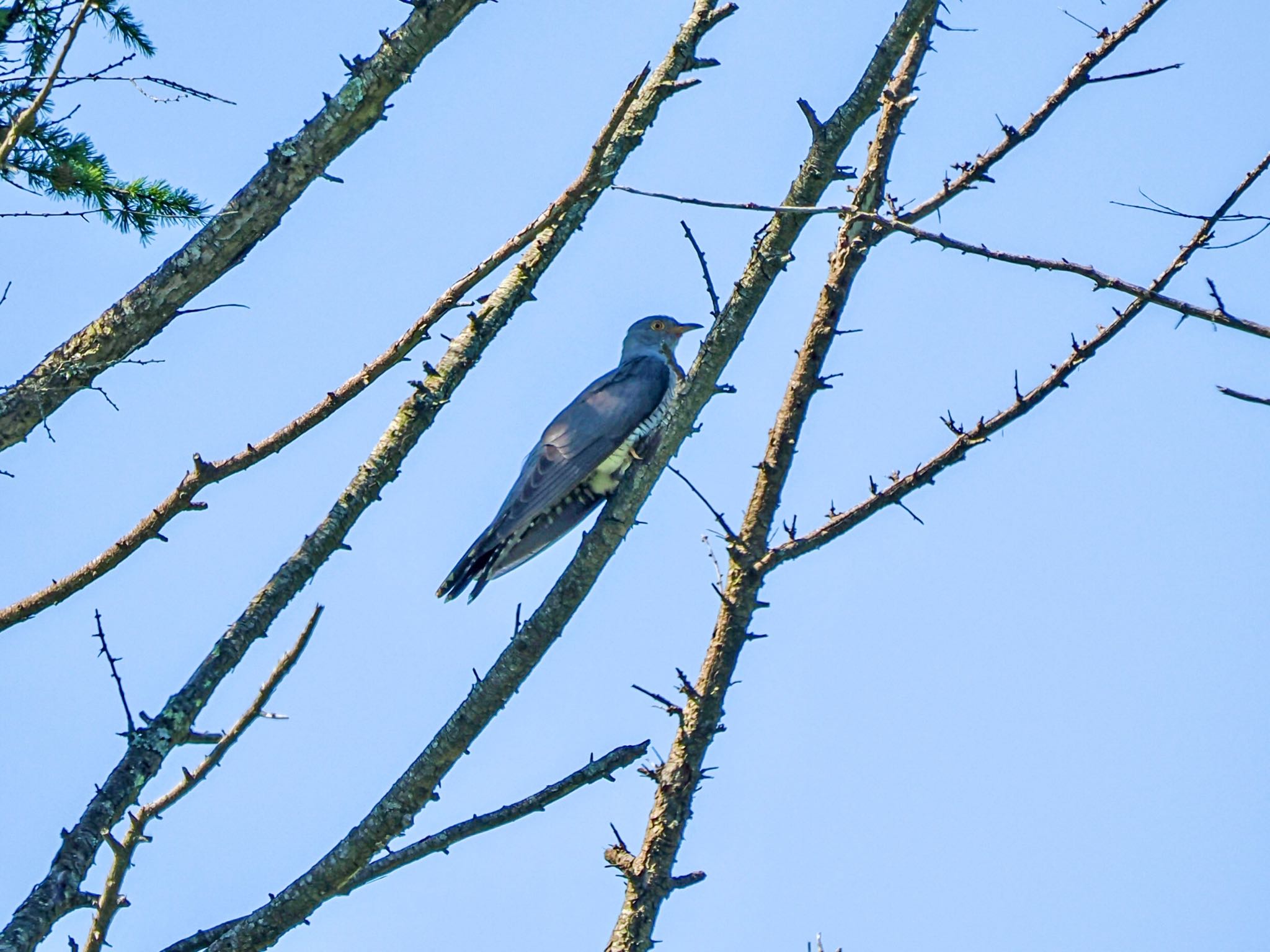 Common Cuckoo