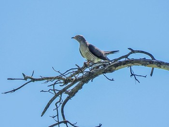 Common Cuckoo JGSDF Kita-Fuji Exercise Area Sat, 7/15/2023