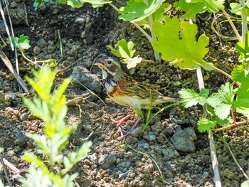 2023年7月15日(土) 北富士演習場の野鳥観察記録