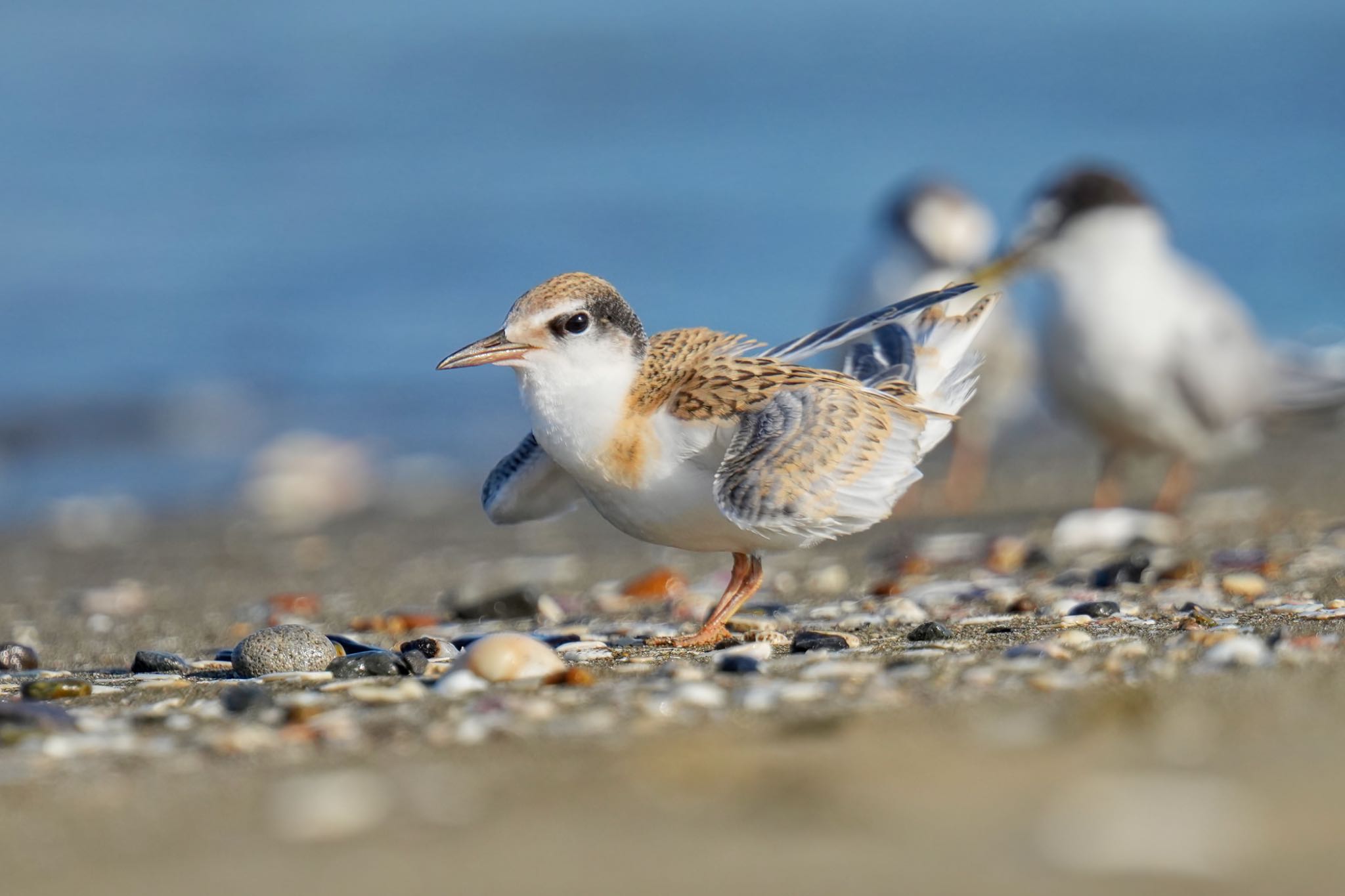 Little Tern