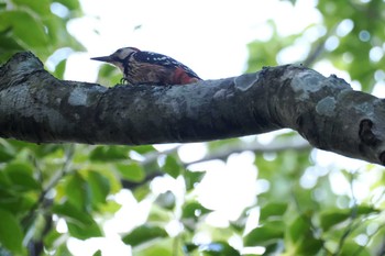 2023年8月6日(日) 十二湖(青森県深浦町)の野鳥観察記録