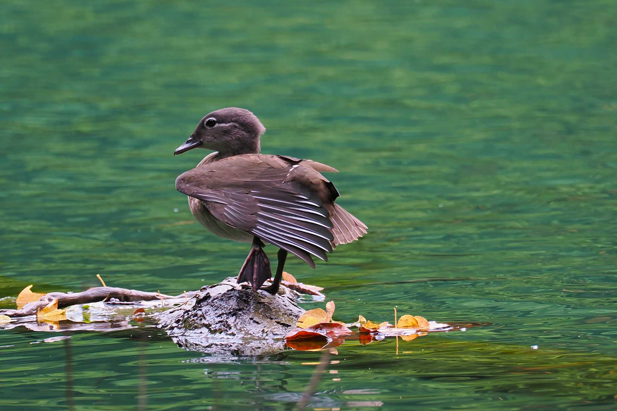 Mandarin Duck