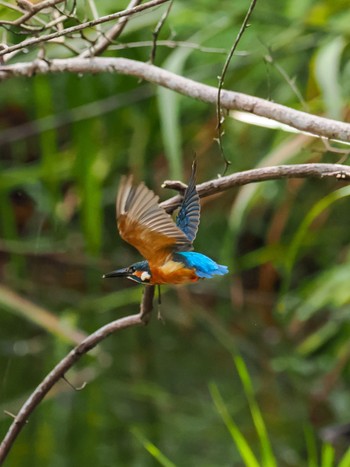 Common Kingfisher 千葉市泉自然公園 Wed, 8/9/2023