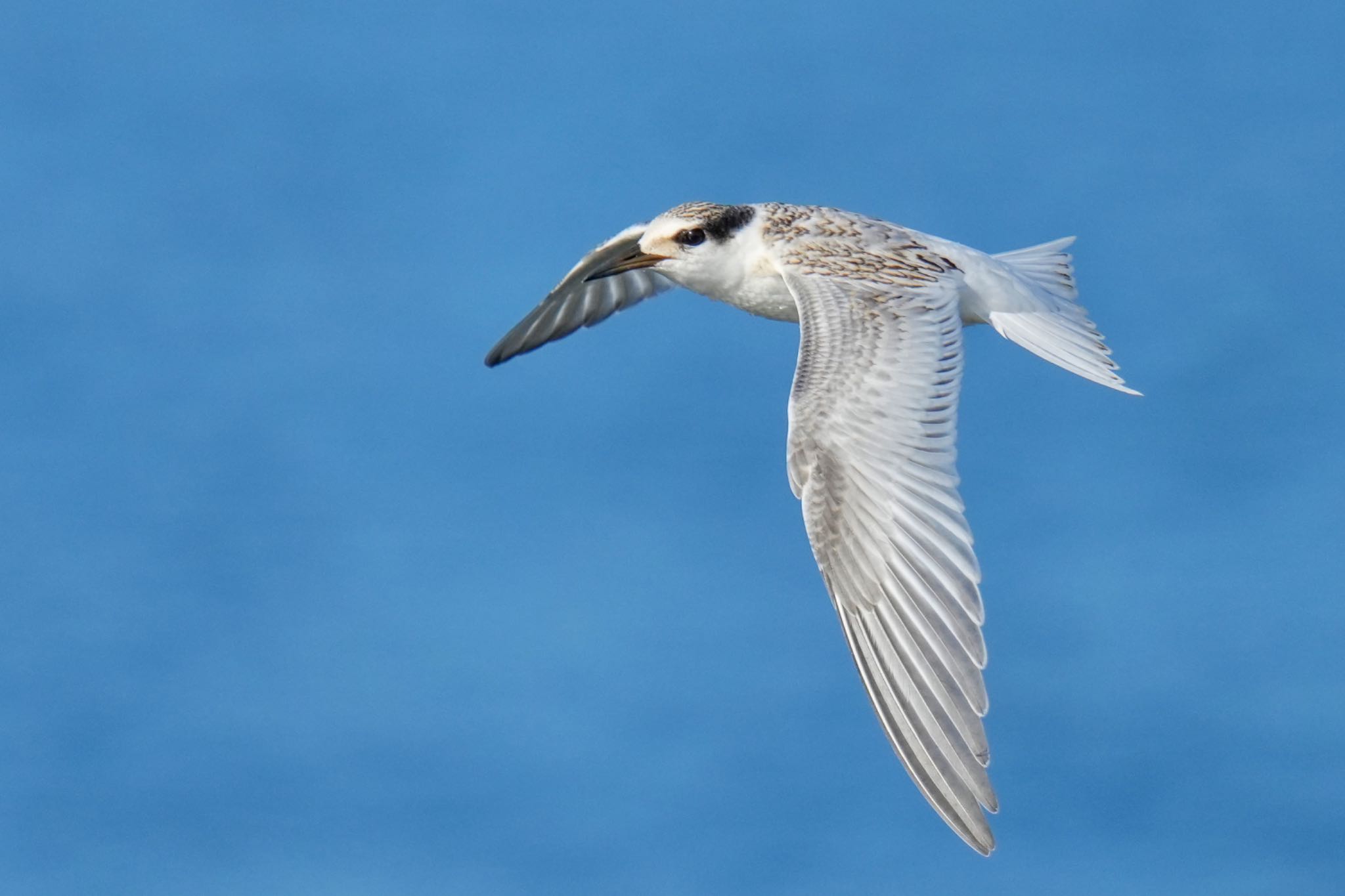 Little Tern