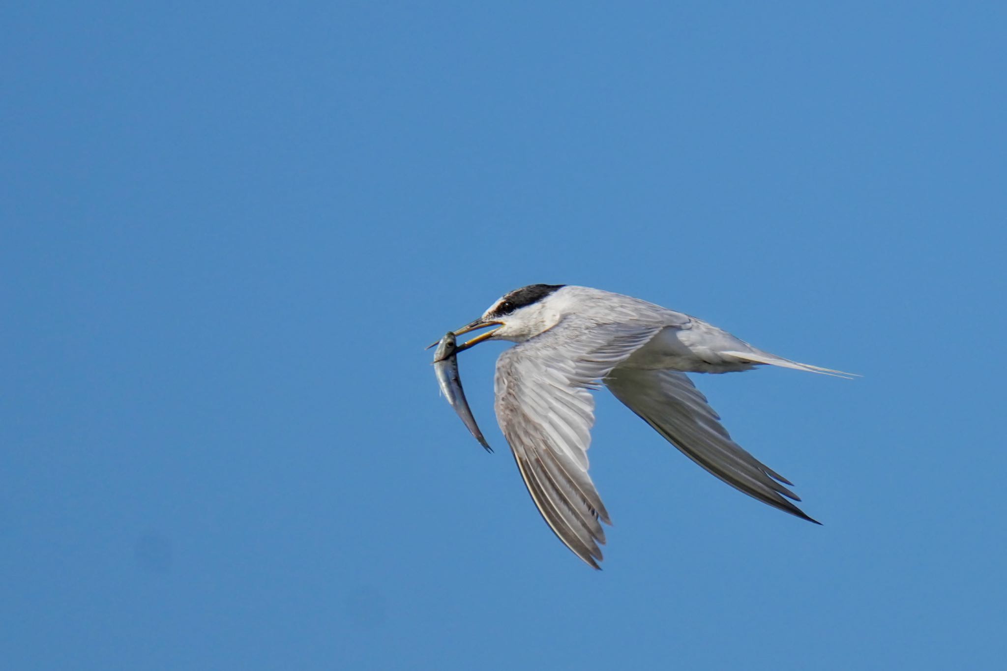 Little Tern