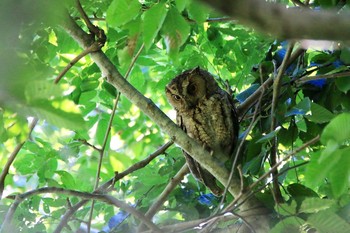 Japanese Scops Owl Unknown Spots Mon, 7/9/2018