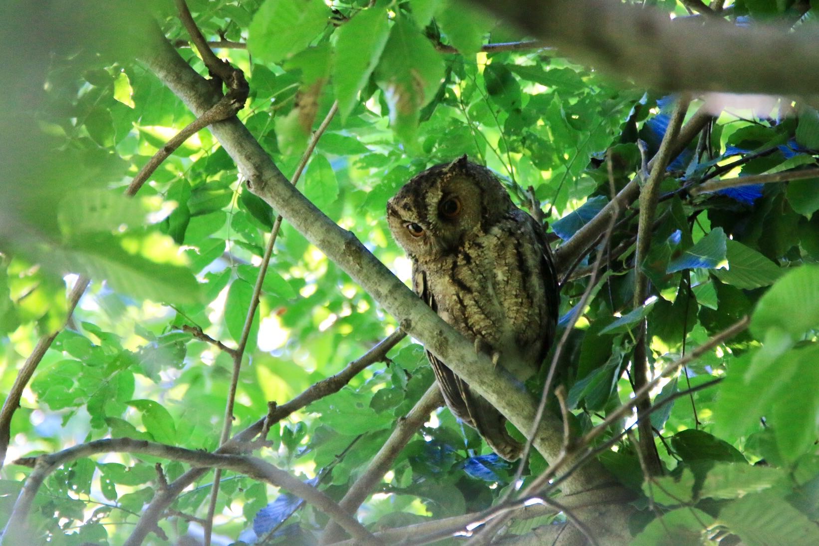 Photo of Japanese Scops Owl at  by ゴロー