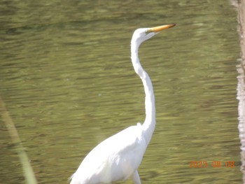 ダイサギ 葛西臨海公園 2023年8月8日(火)