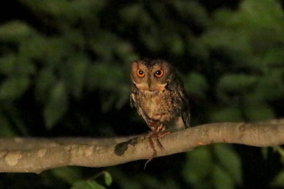 Photo of Japanese Scops Owl at  by ゴロー