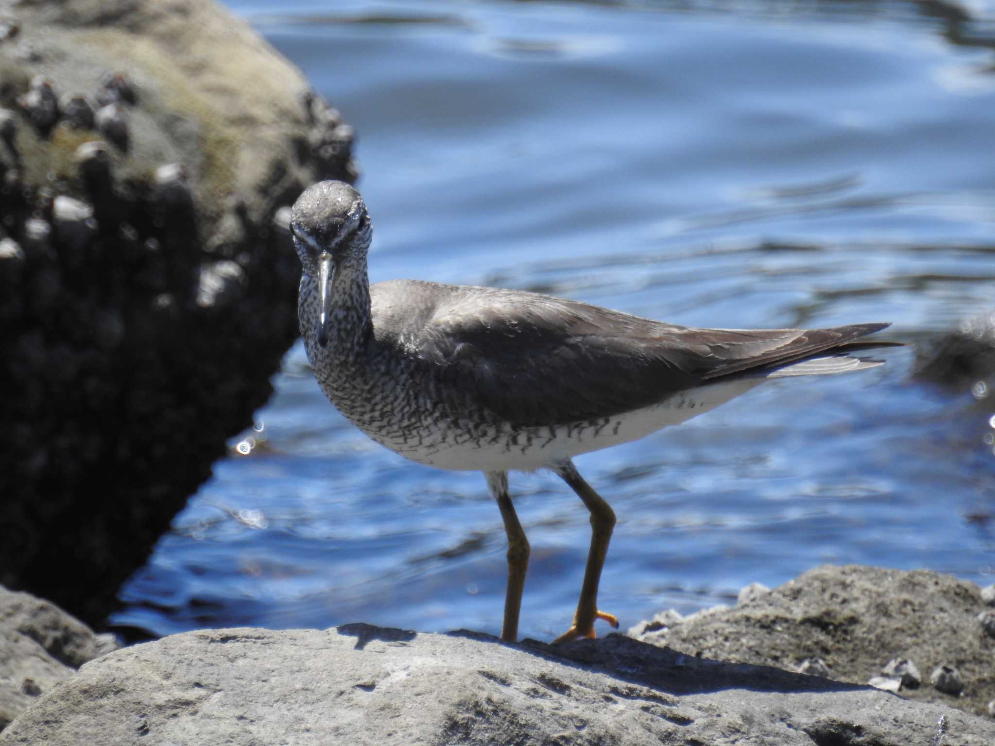 東京港野鳥公園 キアシシギの写真 by Kozakuraband