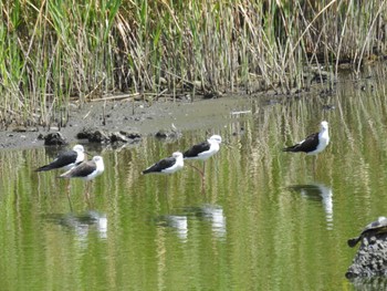 2023年8月10日(木) 東京港野鳥公園の野鳥観察記録