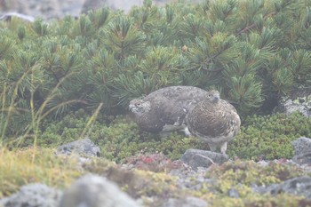 ライチョウ 場所が不明 2018年8月21日(火)