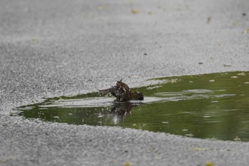 アオジ 茨戸川緑地 2023年7月1日(土)