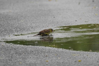 アオジ 茨戸川緑地 2023年7月1日(土)