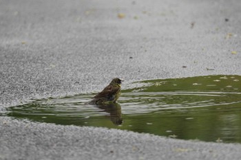 アオジ 茨戸川緑地 2023年7月1日(土)