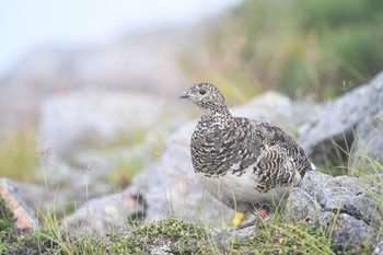 ライチョウ 場所が不明 2018年8月21日(火)