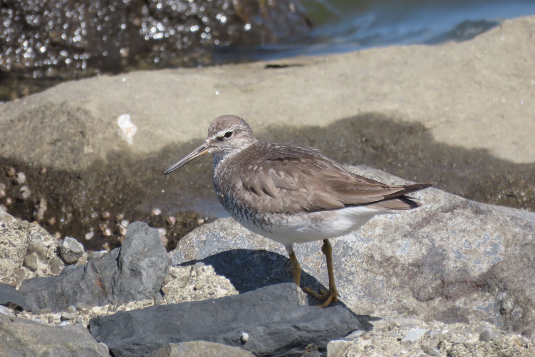 Grey-tailed Tattler