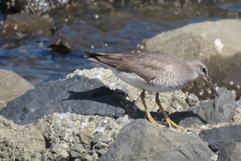 キアシシギ 東京港野鳥公園 2023年8月10日(木)