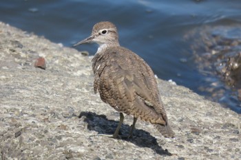 イソシギ 東京港野鳥公園 2023年8月10日(木)