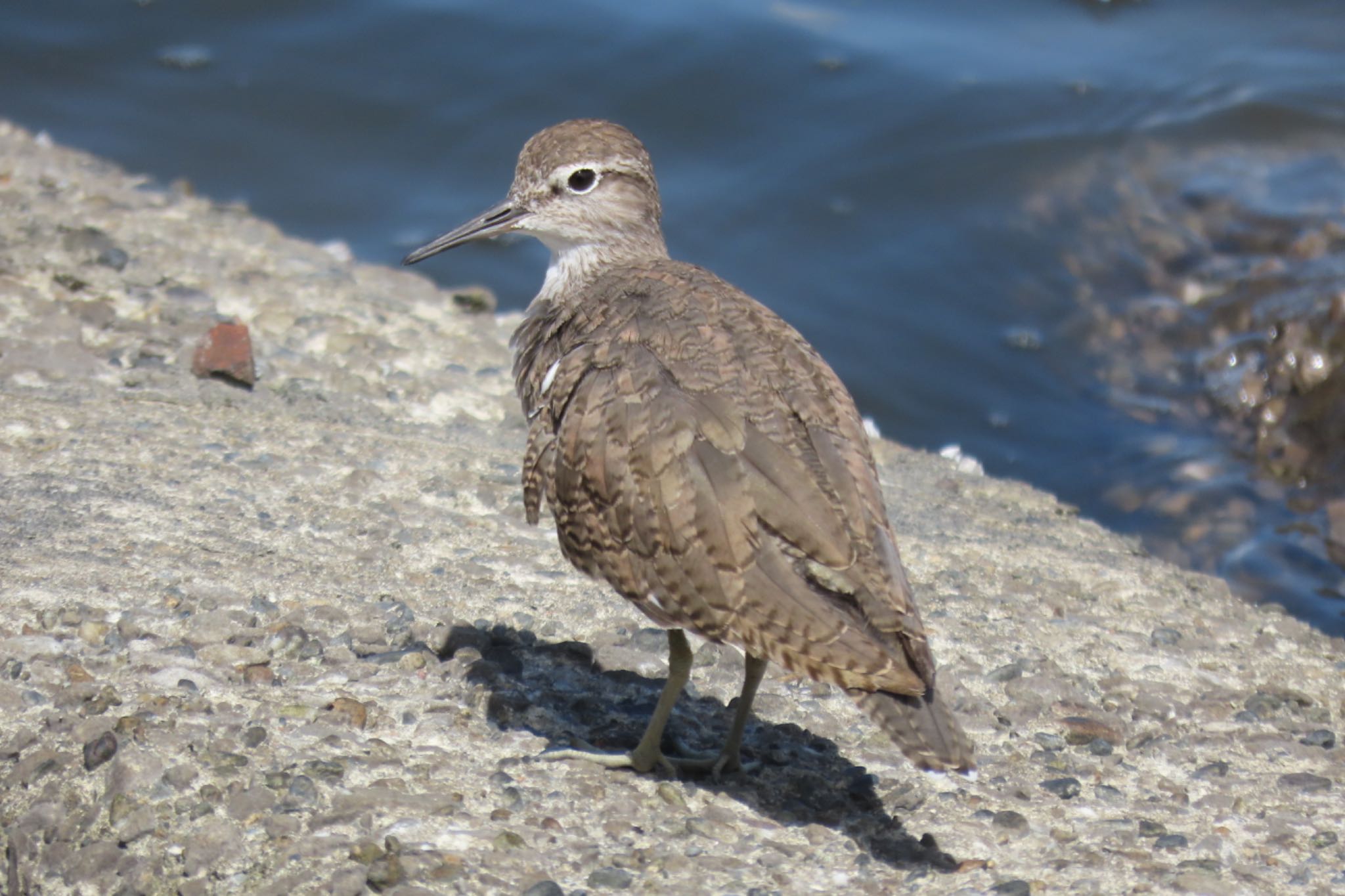 Common Sandpiper