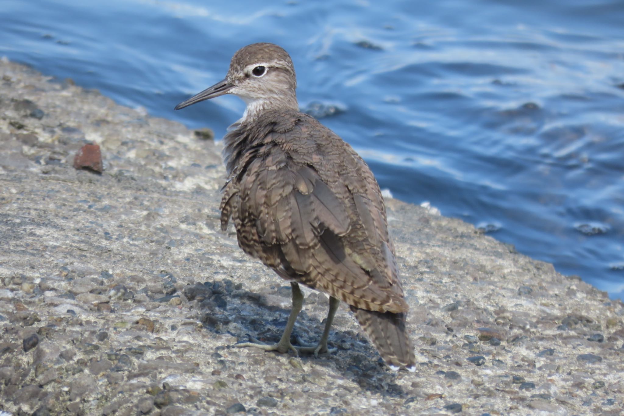 Common Sandpiper