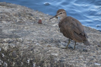 イソシギ 東京港野鳥公園 2023年8月10日(木)