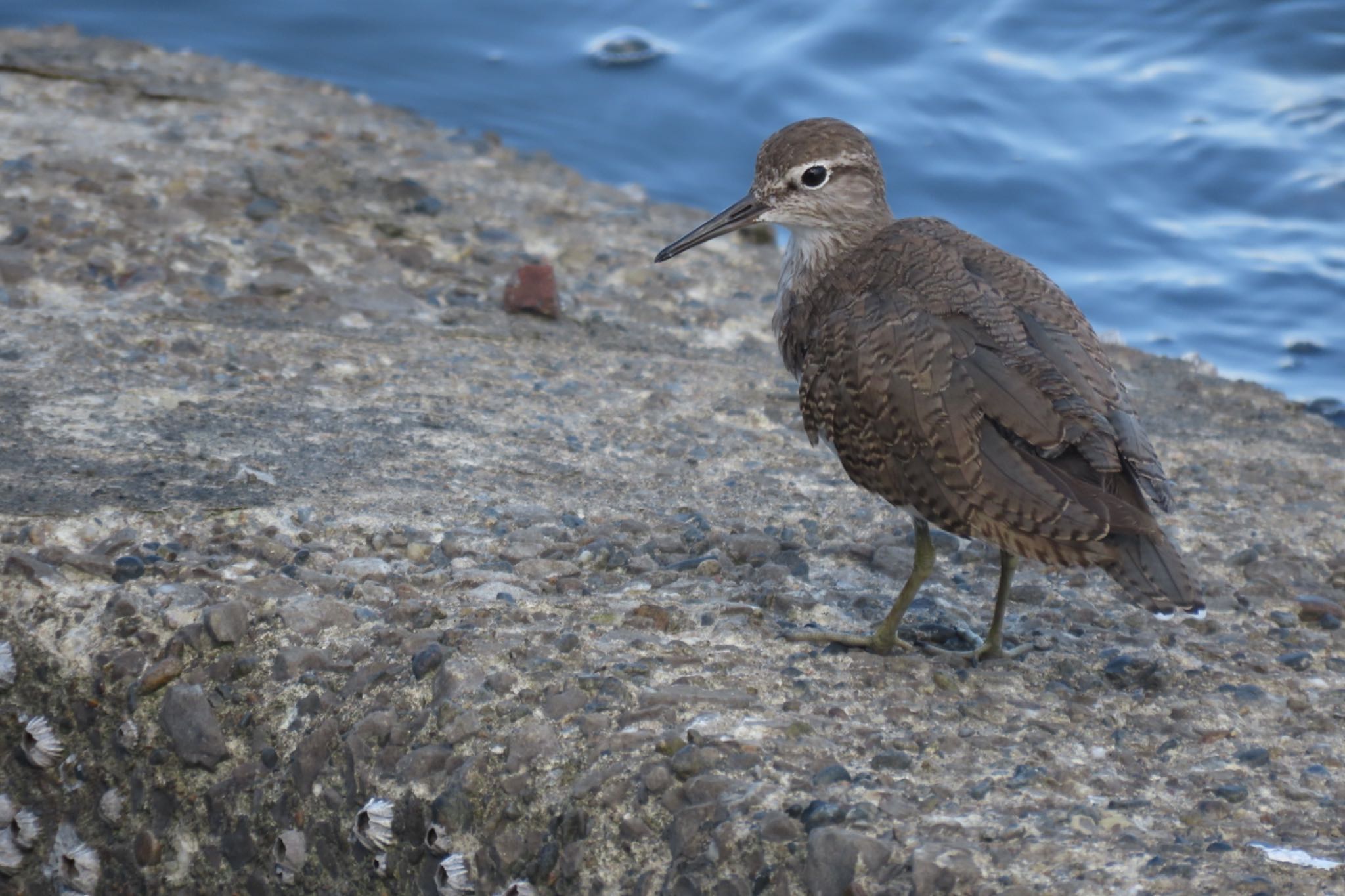 Photo of Common Sandpiper at Tokyo Port Wild Bird Park by Sancouchou ☽ ☼ ✩